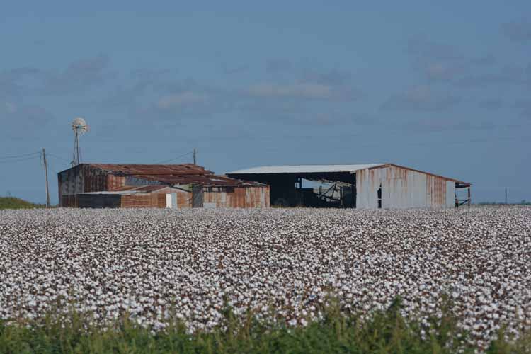 cotton fields
